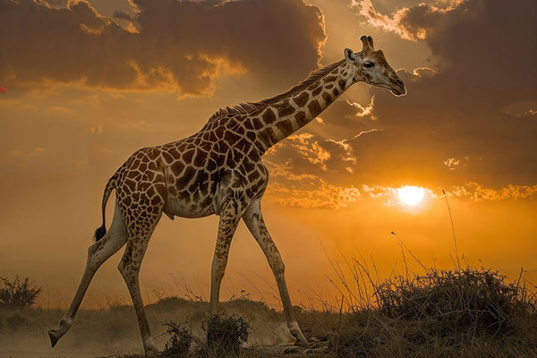 Wildlife Giraffe #1